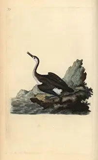London Prints: Great northern loon or diver, Gavia immer
