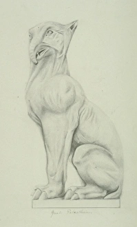 Great paleotherium Great paleotherium