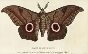 Great peacock moth, Saturnia pyri