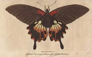 Saturnia Prints: Great peacock moth, Saturnia pyri, a native of Africa