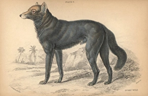 Jardine Collection: Great Plains wolf or buffalo wolf, Canis lupus