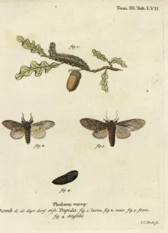 Schmetterlinge Collection: Great prominent, Peridea anceps