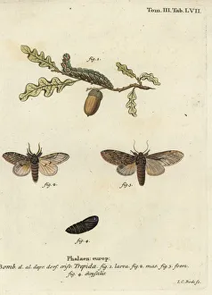 Pupa Collection: Great prominent, Peridea anceps