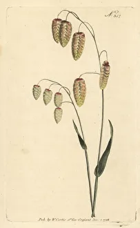 Stephen Couchman Prints: Great quaking grass, Briza maxima