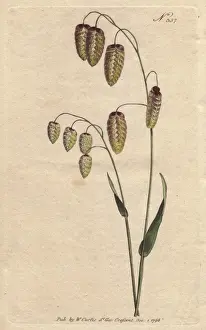 Great quaking grass with golden seeds drooping
