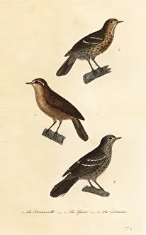 Achille Richard Prints: Great reed warbler, song thrush and mistle thrush