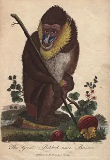 Sphinx Prints: Great ribbed-nose baboon, Mandrillus sphinx