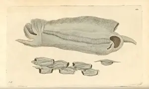 Transparent Prints: Great salpa, Salpa maxima