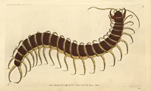 Polydore Prints: Great scolopendra or centipede, Scolopendra morsitans