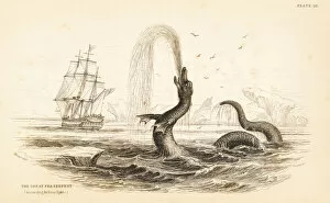 Carnivora Collection: Great sea serpent seen off the coast of Greenland in 1734