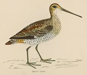 Snipe Prints: Great Snipe