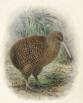 Apteryx Gallery: Great Spotted Kiwi Roa, Apteryx hstii
