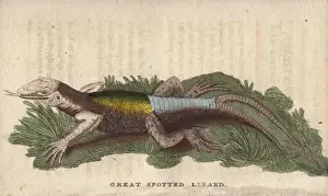 Great spotted lizard with a forked or double