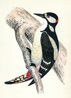 Great Spotted Woodpecker