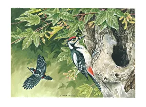 Parry Prints: Great Spotted Woodpecker