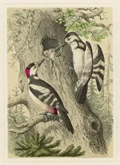 Nesting Prints: Great Spotted Woodpecker