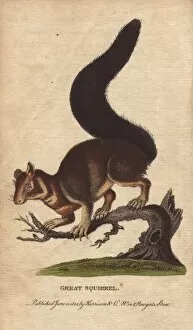 Malabar Collection: Great squirrel, Malabar squirrel, Indian giant
