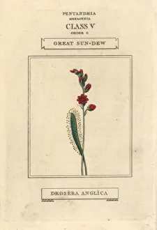 Anglica Gallery: Great sun-dew, Drosera anglica