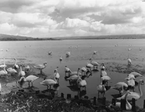 Abbotsbury Gallery: The Great Swannery