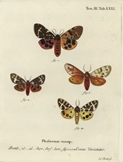 Phalaena Collection: Great tiger moth varieties, Arctia caja