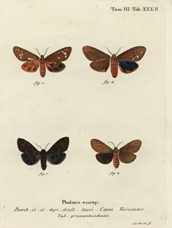 Great tiger moth varieties, Arctia caja