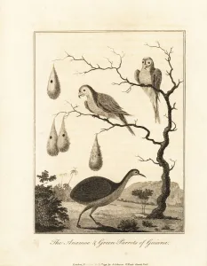 Negroes Prints: Great tinamou and orange-winged parrot