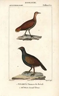 Dumont Prints: Great tinamou, Tinamus major (near threatened)