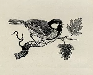 Bewick Collection: Great tit