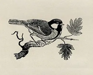 Bewick Prints: Great tit