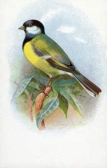 Rankin Prints: Great Tit