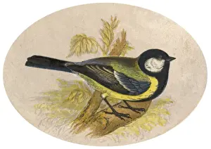 Parus Prints: GREAT TIT