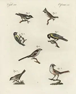 Bilderbuchfurkinder Prints: Great tit, blue tit, marsh tit, coal tit, crested