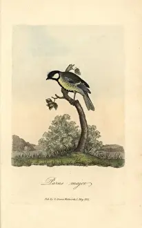 Parus Prints: Great tit, great titmouse, Parus major