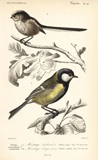 Naturelle Prints: Great tit, Parus major, and long-tailed tit