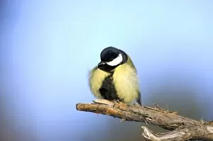 Ruffles Collection: Great Tit - ruffles up its plumage in freezing