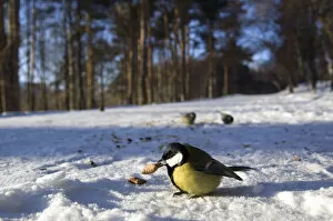 Parkland Collection: Great Tit - tries to keep warm at -35 degrees celcius