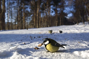 Images Dated 2009 December: 