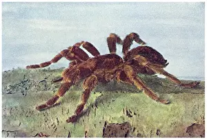 Arachnids Prints: Great Tree Spider