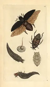 Great water beetle, Dyticus piceus