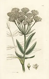 Latifolium Prints: Great water-parsnip, Sium latifolium