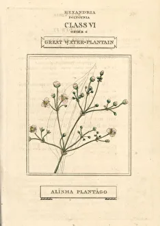 Alisma Gallery: Great water plantain, Alisma plantago-aquatica