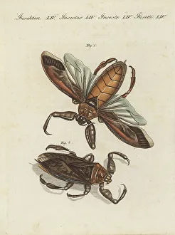 George Shaw Prints: Great water-scorpion or aquatick bug of Surinam, Nepa grandis