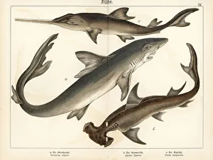 Ichthyology Prints: Great white, hammerhead shark and sawfish