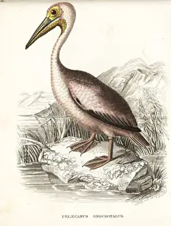 Bildersaal Prints: Great white pelican, Pelecanus onocrotalus