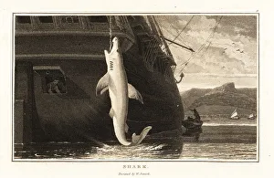 Great white shark, Carcharodon carcharias, hanging from a line