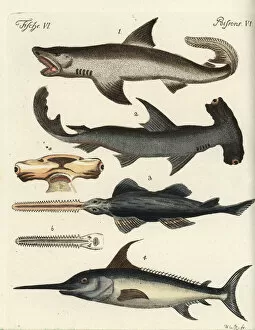 Carcharodon Collection: Great white shark, hammerhead, sawfish and swordfish