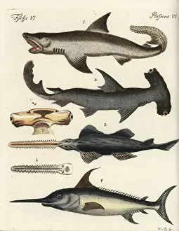 Vulnerable Prints: Great white shark, hammerhead, sawfish and swordfish