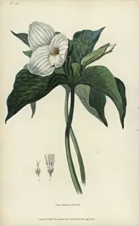 Richardmorris Prints: Great white trillium, Trillium grandiflorum