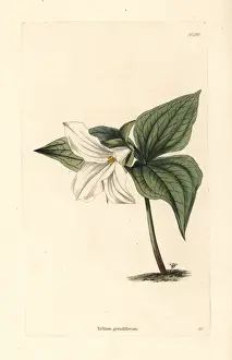 Trillium Prints: Great white trillium, Trillium grandiflorum