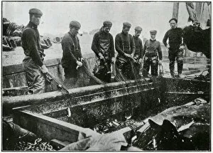 Images Dated 12th January 2018: Great Yarmouth - Herring Harvest 1905